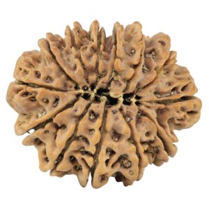 13 Mukhi Rudraksha 32.8mm 7.17gm - Rudraksha back