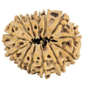 13 Mukhi Rudraksha 29.6mm 5.22gm - Rudraksha back