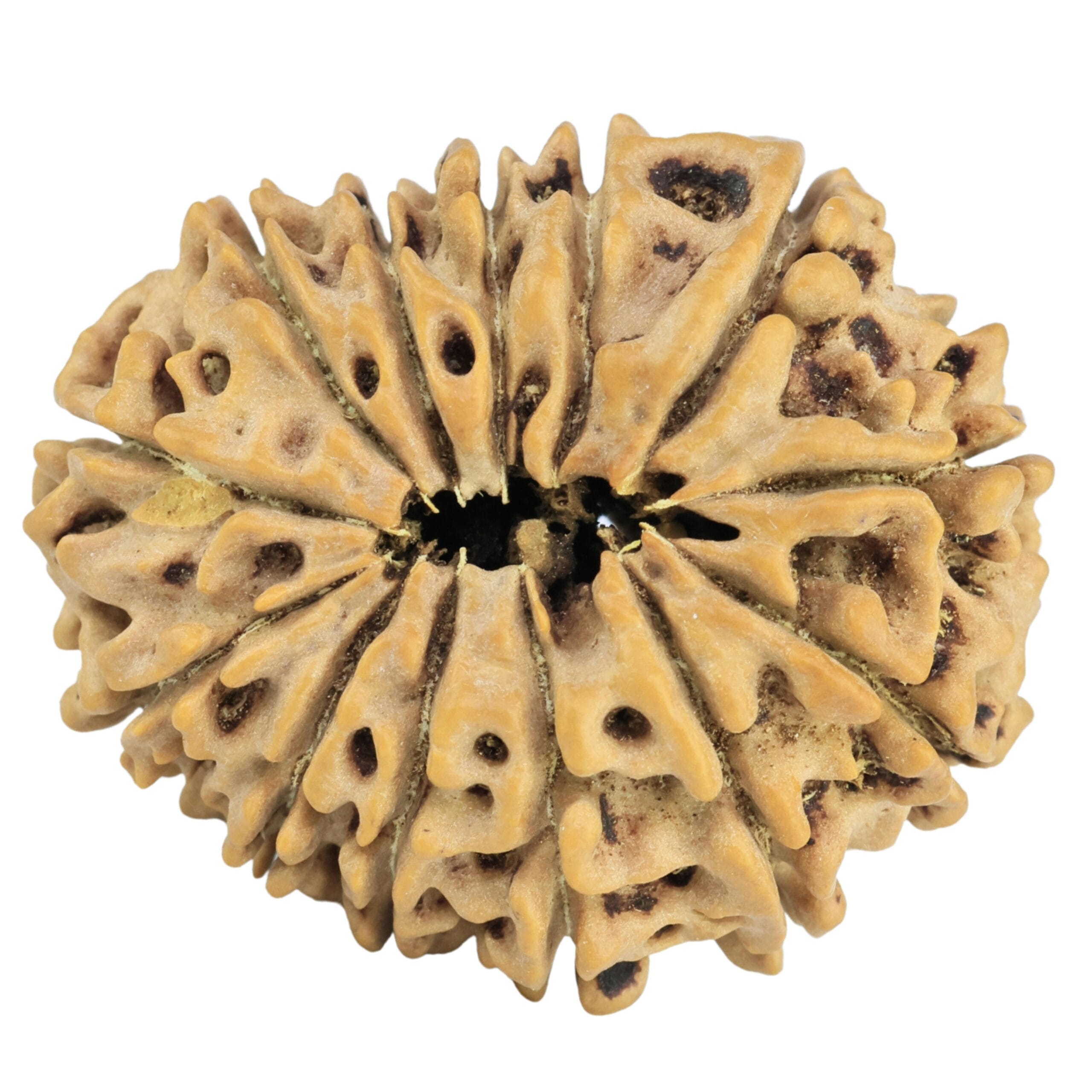 13 Mukhi Rudraksha 29.6mm 5.22gm - Rudraksha back
