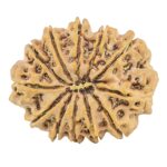 12 Mukhi Rudraksha 32.5mm 6.58gm - Rudraksha back