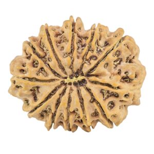 12 Mukhi Rudraksha 32.5mm 6.58gm - Rudraksha back