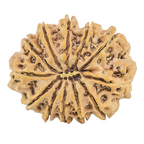 12 Mukhi Rudraksha 32.5mm 6.58gm - Rudraksha back