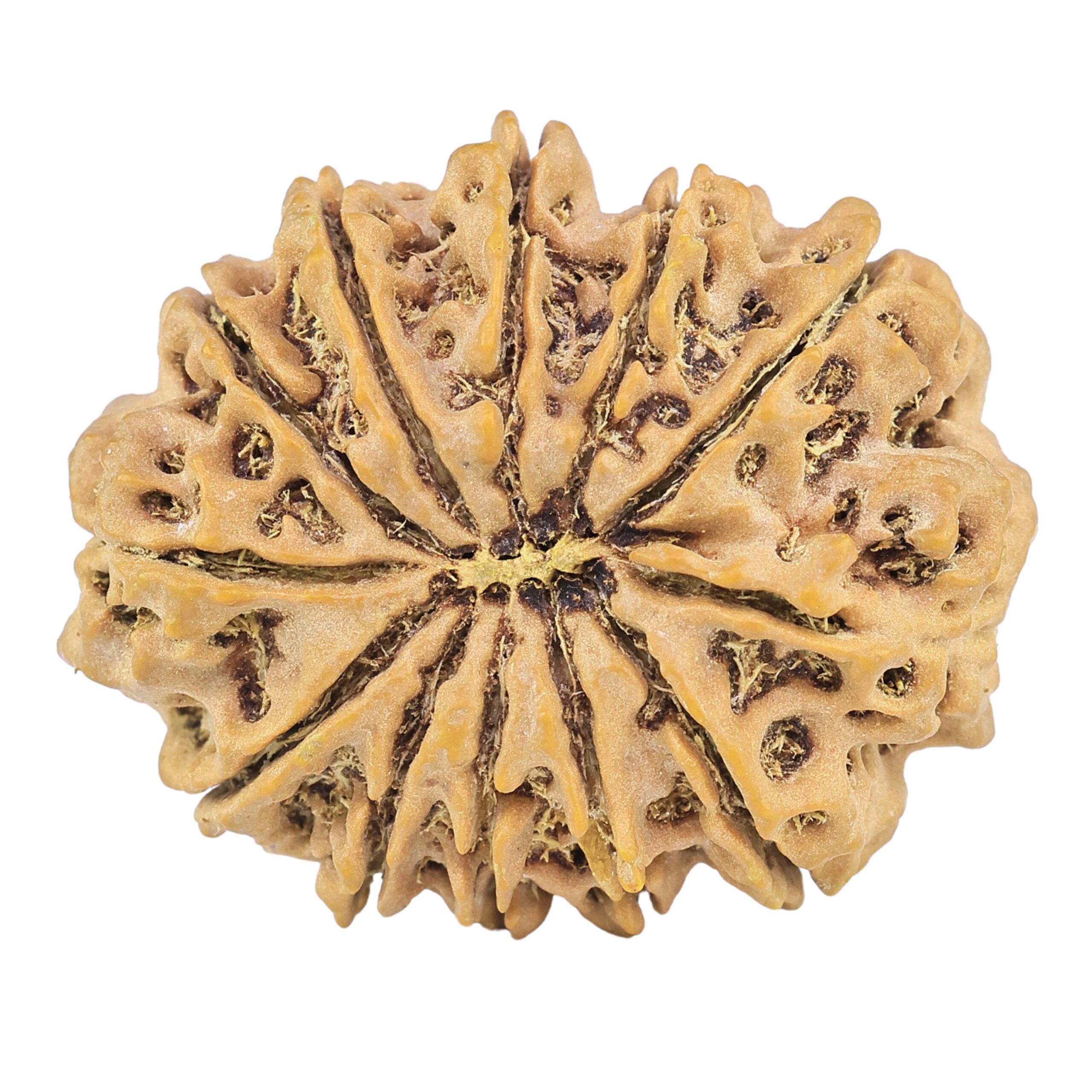 12 Mukhi Rudraksha 32.5mm 6.58gm - Rudraksha back