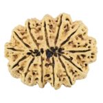 13 Mukhi Rudraksha 37.5mm 6.98gm - Rudraksha back