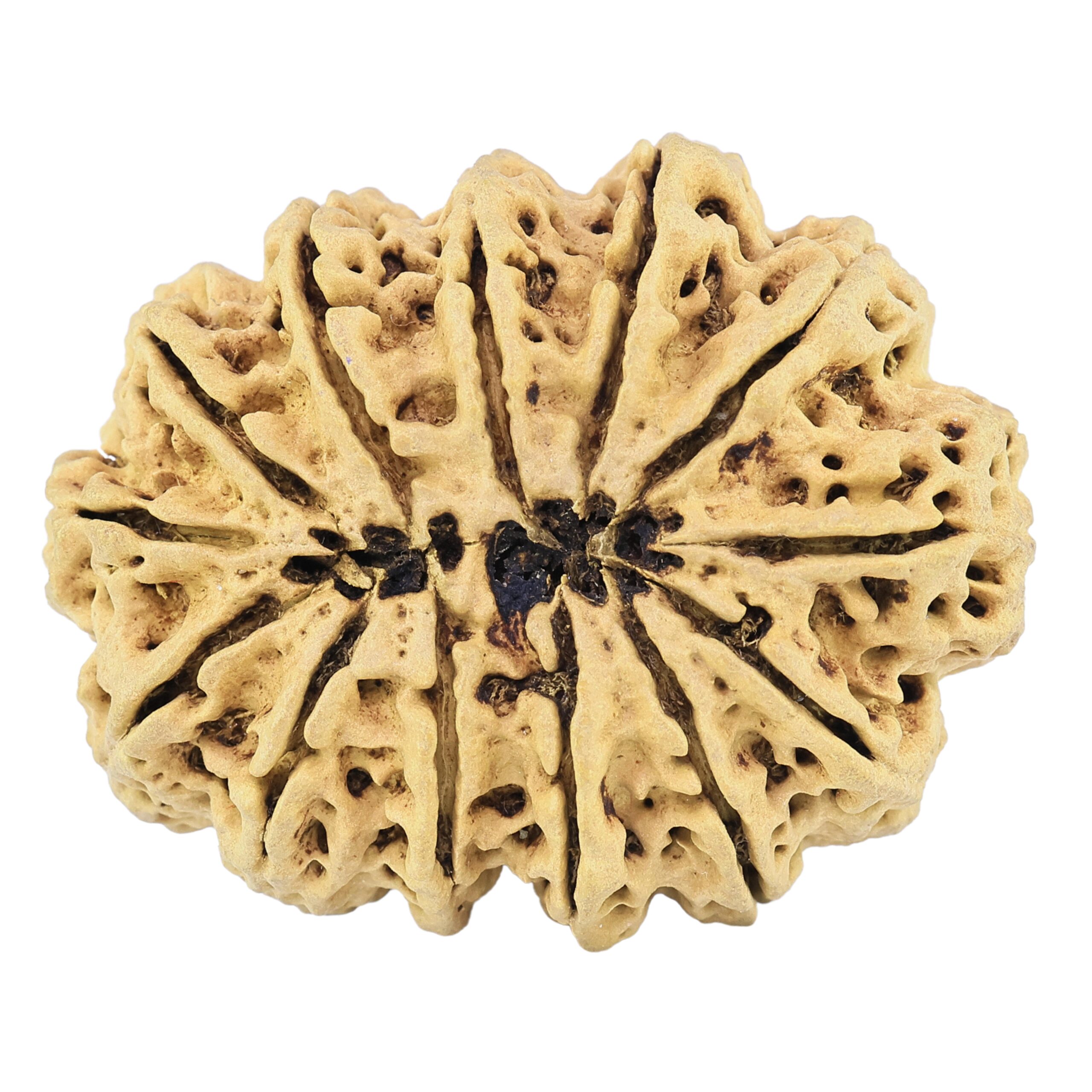 13 Mukhi Rudraksha 37.5mm 6.98gm - Rudraksha back