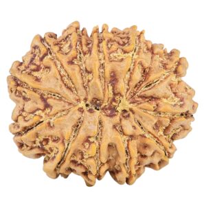 13 Mukhi Rudraksha 31.7mm 7.94gm - Rudraksha back