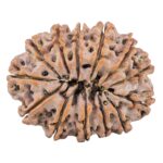 13 Mukhi Rudraksha 32.3mm 6.87gm - Rudraksha back