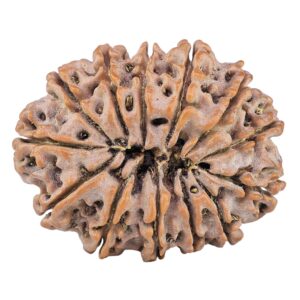 13 Mukhi Rudraksha 32.3mm 6.87gm - Rudraksha back