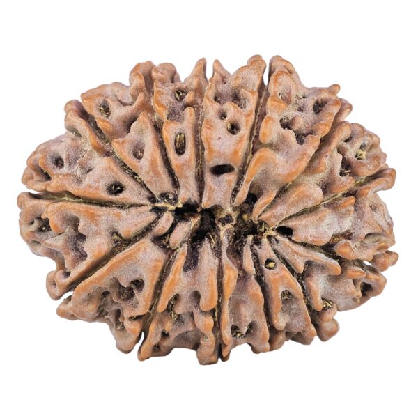 13 Mukhi Rudraksha 32.3mm 6.87gm - Rudraksha back