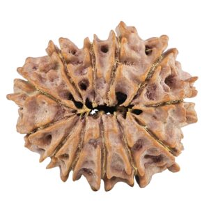 12 Mukhi Rudraksha 27.6mm 4.44gm - Rudraksha back