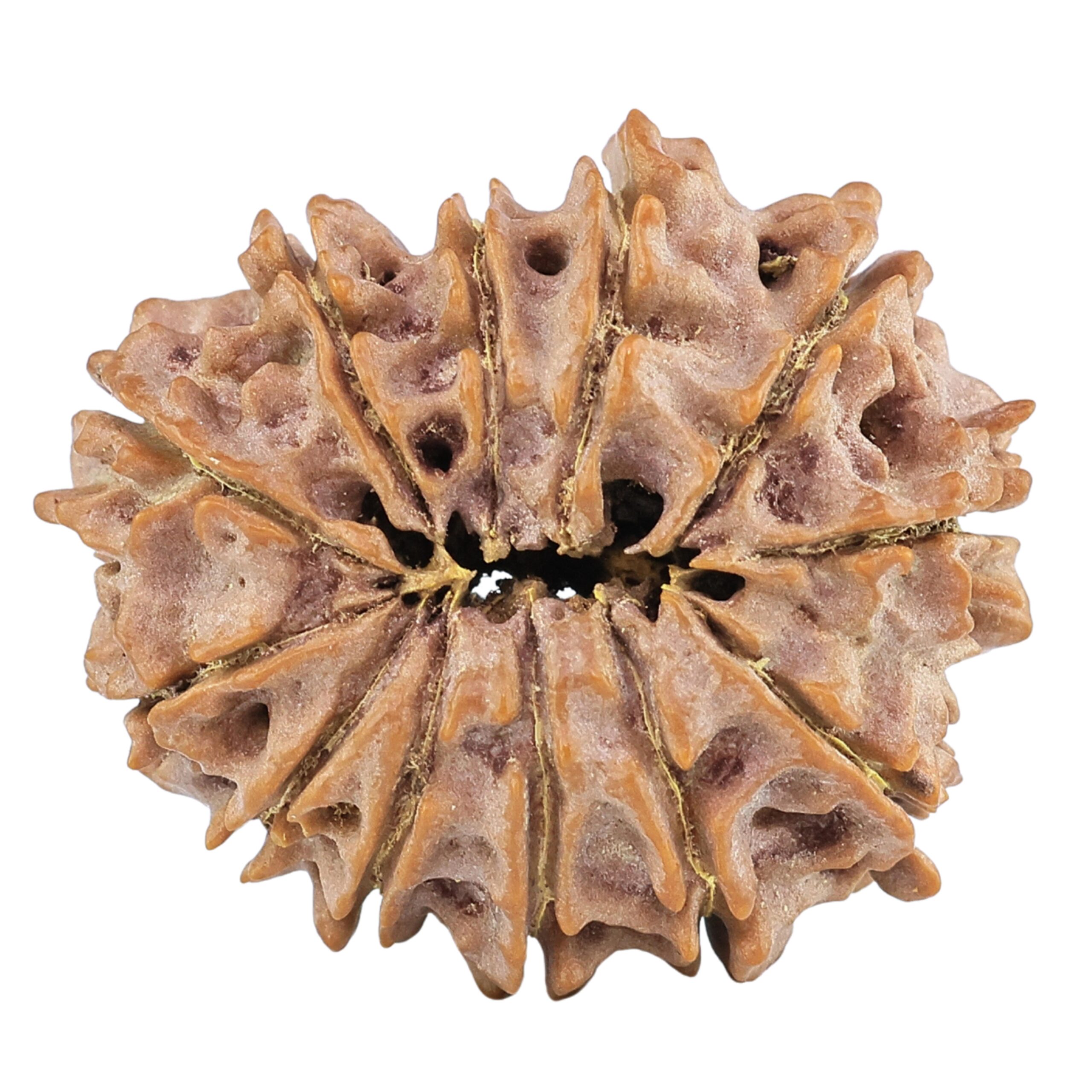 12 Mukhi Rudraksha 27.6mm 4.44gm - Rudraksha back