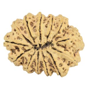 13 Mukhi Rudraksha 30.7mm 4.73gm - Rudraksha back