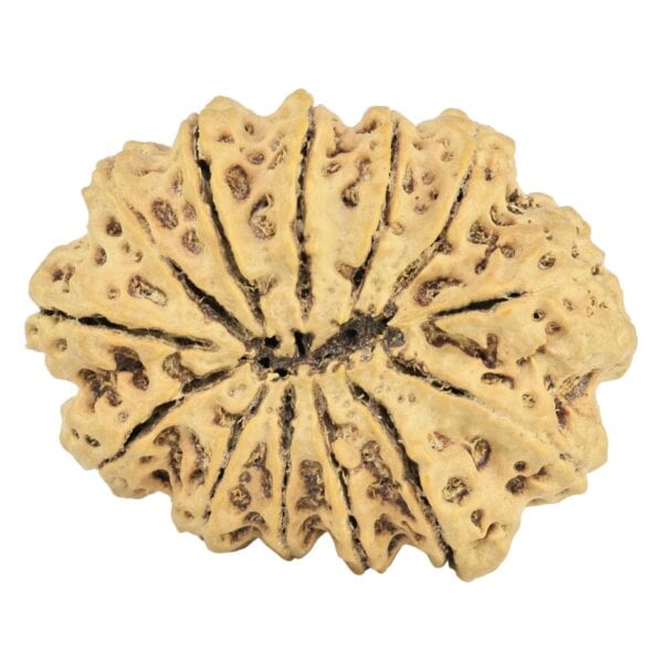 13 Mukhi Rudraksha 30.7mm 4.73gm - Rudraksha back