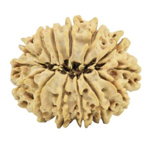 14 Mukhi Rudraksha 25.8mm 3.6gm - Rudraksha back