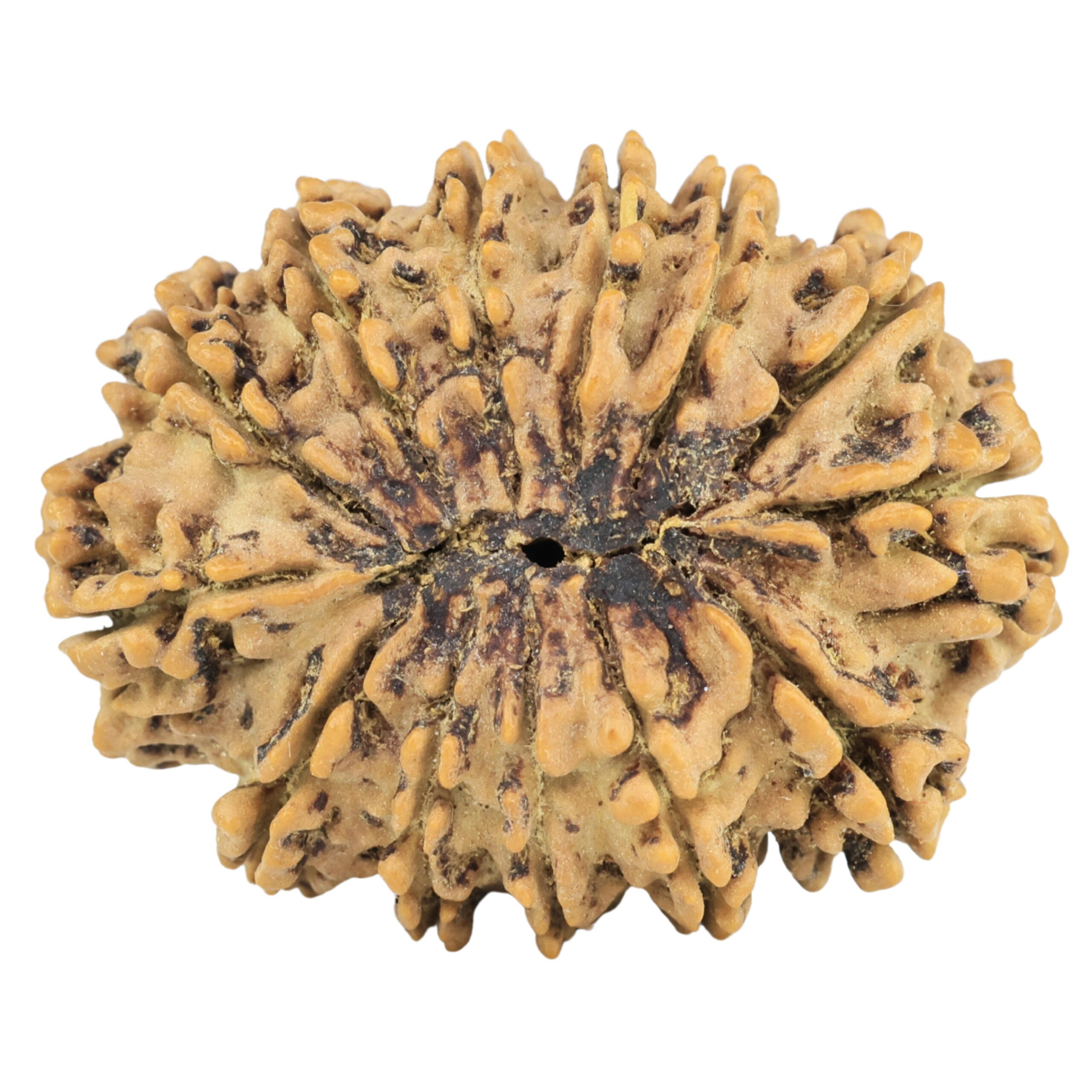 13 Mukhi Rudraksha 29.1mm 4.17gm - Rudraksha back