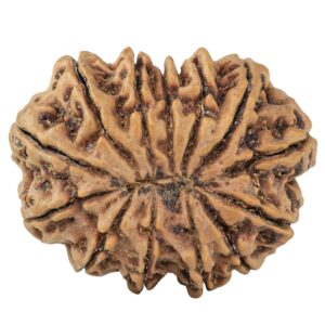 13 Mukhi Rudraksha 33.1mm 8.33gm - Rudraksha back