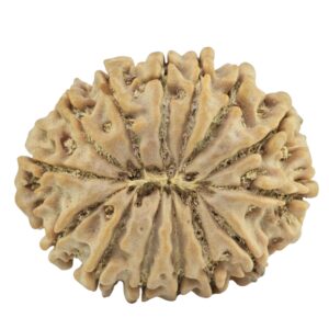 14 Mukhi Rudraksha 26.3mm 4.15gm - Rudraksha back