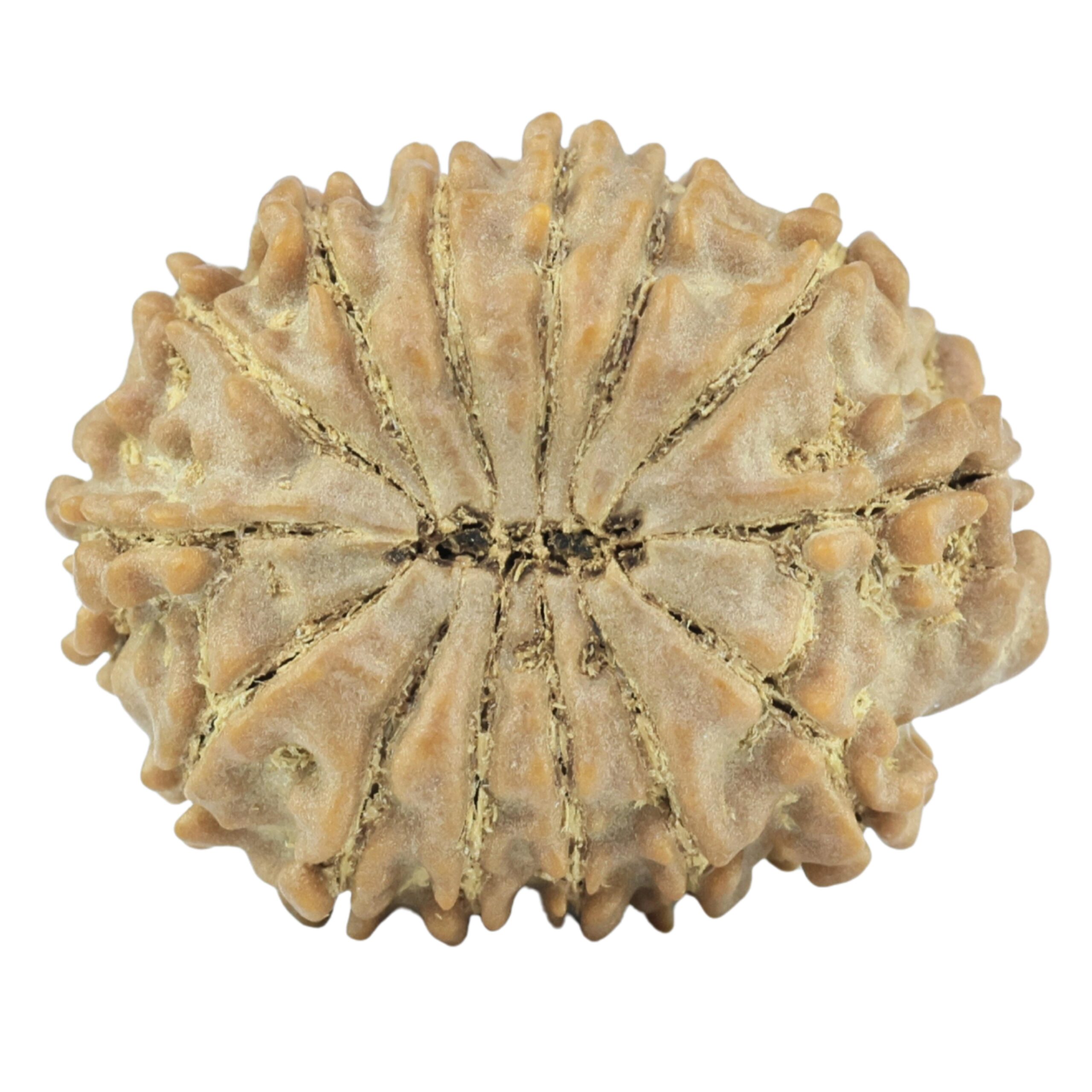 14 Mukhi Rudraksha 22.4mm 2.81gm - Rudraksha back