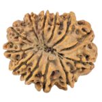 12 Mukhi Rudraksha 28.3mm 4.79gm - Rudraksha back