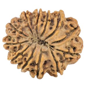 12 Mukhi Rudraksha 28.3mm 4.79gm - Rudraksha back
