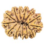 13 Mukhi Rudraksha 32.1mm 7.11gm - Rudraksha back