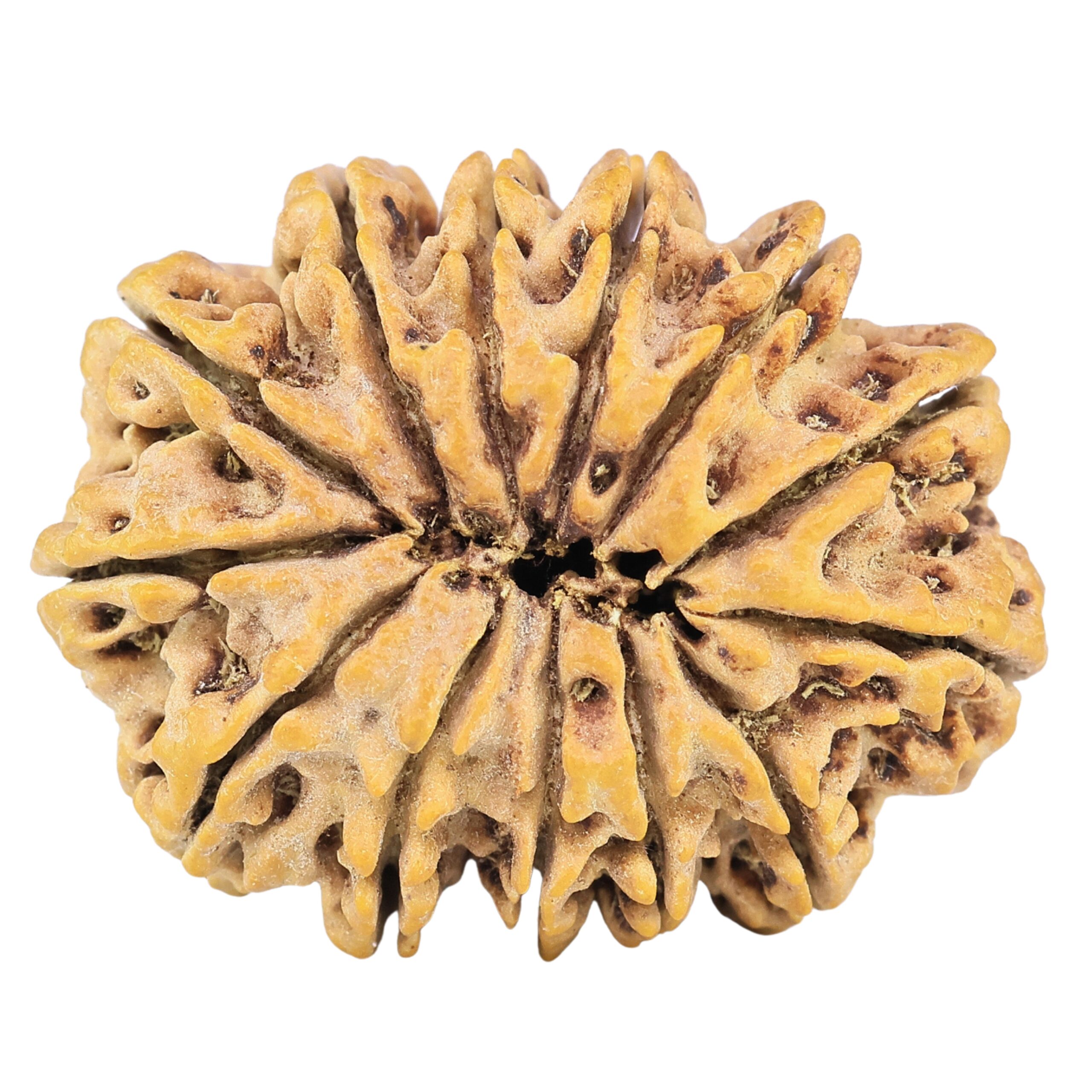 13 Mukhi Rudraksha 32.1mm 7.11gm - Rudraksha back
