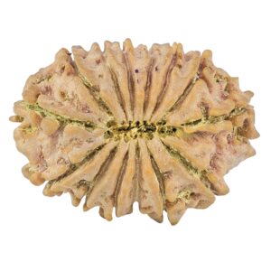 14 Mukhi Rudraksha 27.3mm 3.9gm - Rudraksha back