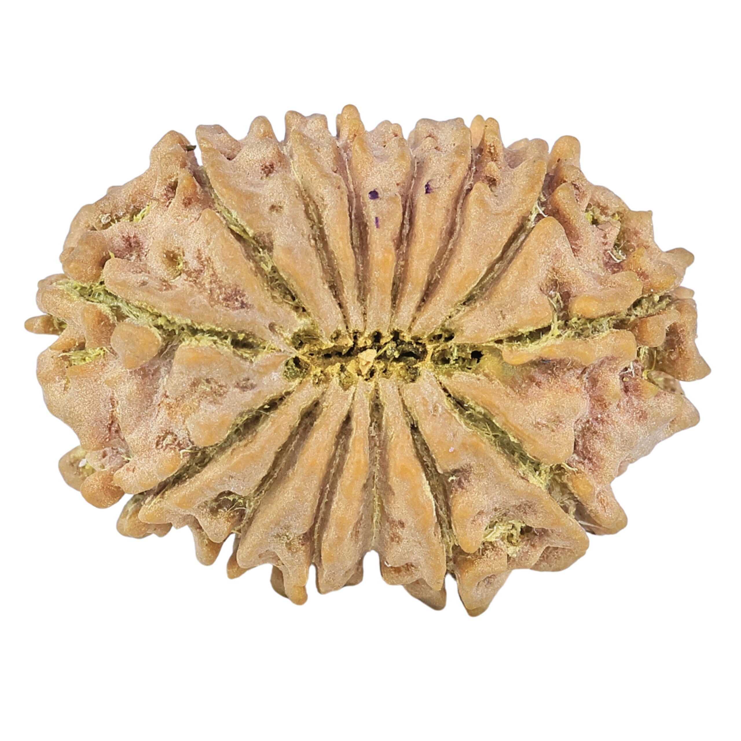 14 Mukhi Rudraksha 27.3mm 3.9gm - Rudraksha back