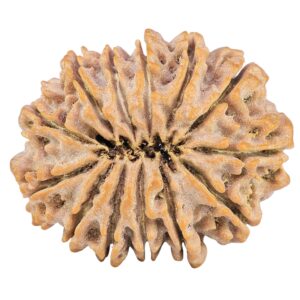 13 Mukhi Rudraksha 31.4mm 6.43gm - Rudraksha back
