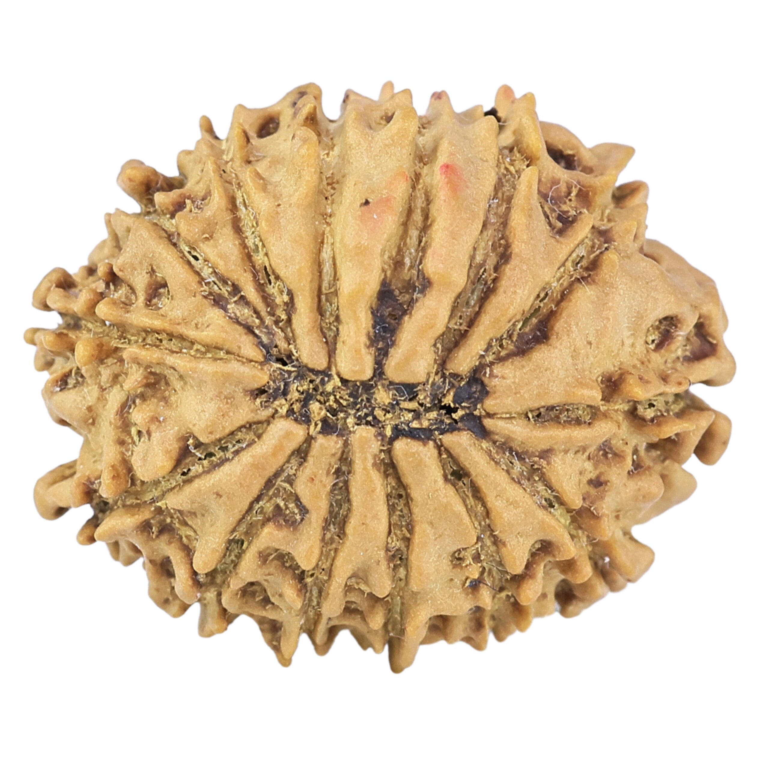 14 Mukhi Rudraksha 22.1mm 2.22gm - Rudraksha back