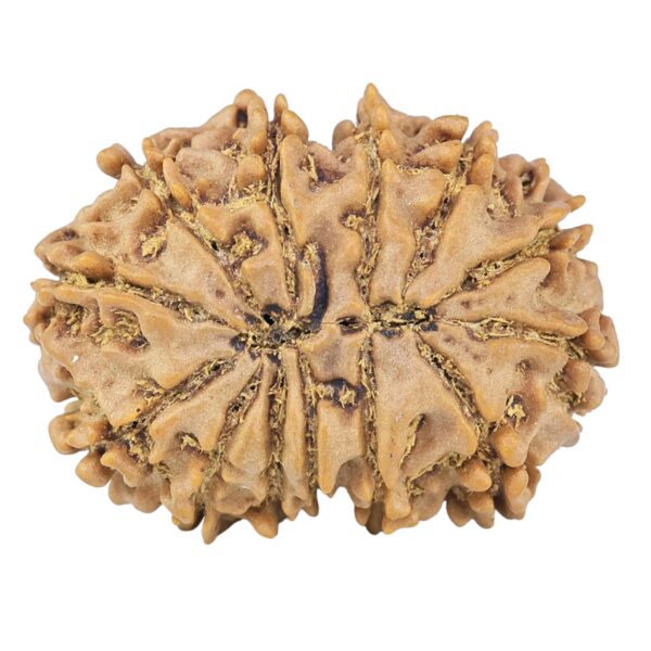 13 Mukhi Gaurishankar 28.1mm 4.53gm - Rudraksha back
