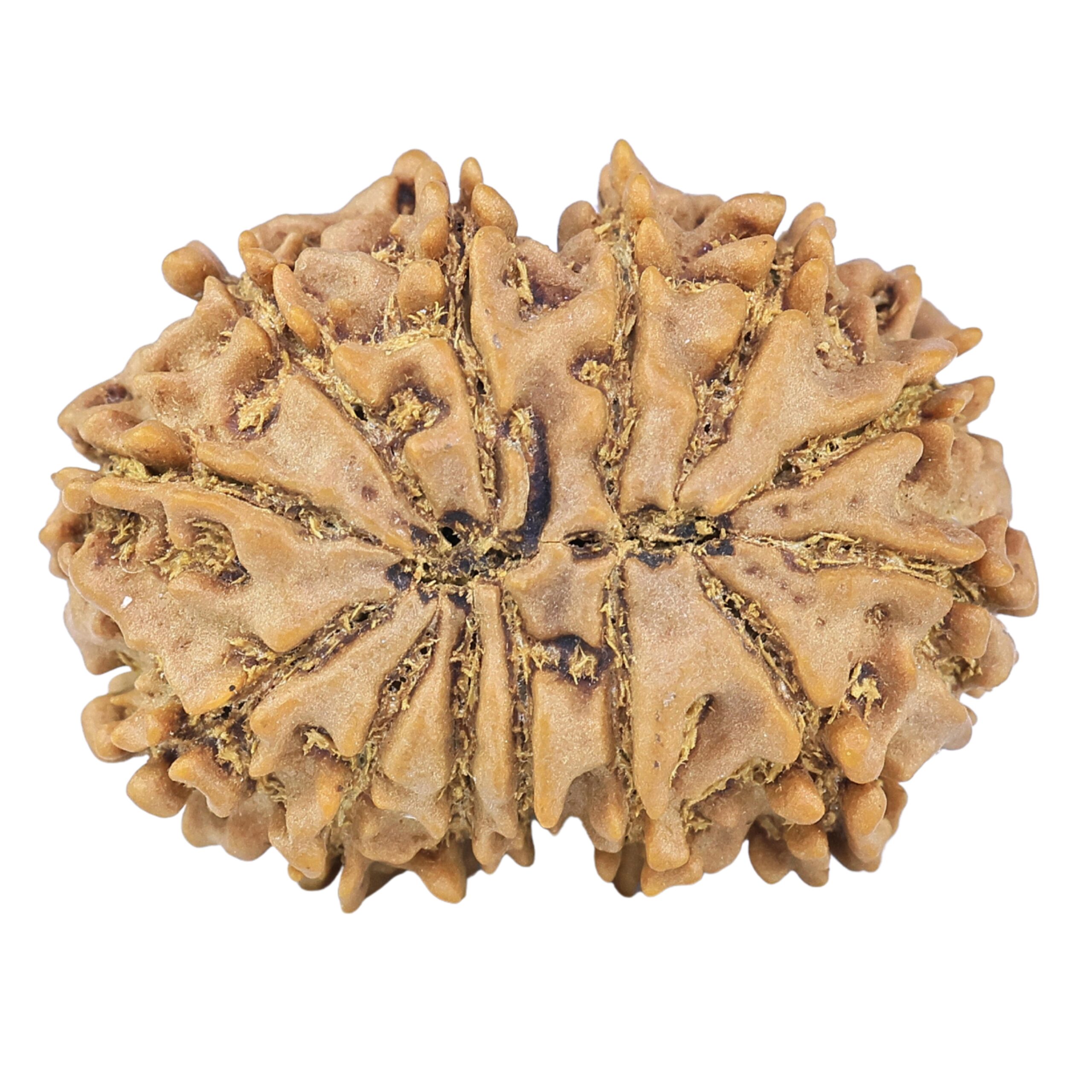 13 Mukhi Gaurishankar 28.1mm 4.53gm - Rudraksha back