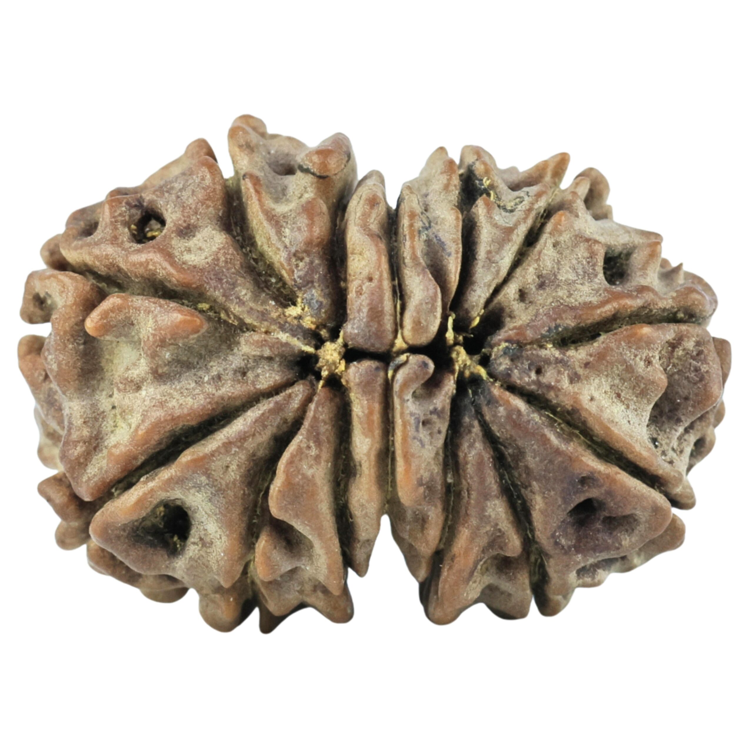 14 Mukhi Gaurishankar 21.4mm 2.26gm - Rudraksha back