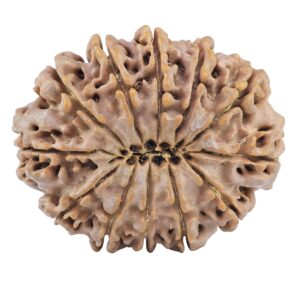 12 Mukhi Rudraksha 31.1mm 6.27gm - Rudraksha back