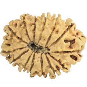 14 Mukhi Rudraksha 26.9mm 2.7gm - Rudraksha back