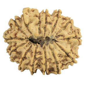 14 Mukhi Rudraksha 26.9mm 3.76gm - Rudraksha back