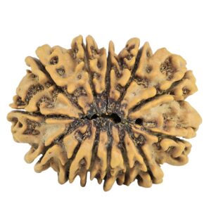 13 Mukhi Rudraksha 28.9mm 4.73gm - Rudraksha back
