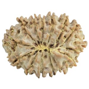 14 Mukhi Rudraksha 24.4mm 2.85gm - Rudraksha back