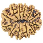 12 Mukhi Rudraksha 30.7mm 7gm - Rudraksha back