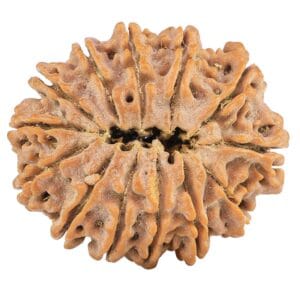 13 Mukhi Rudraksha 30.9mm 6.83gm - Rudraksha back