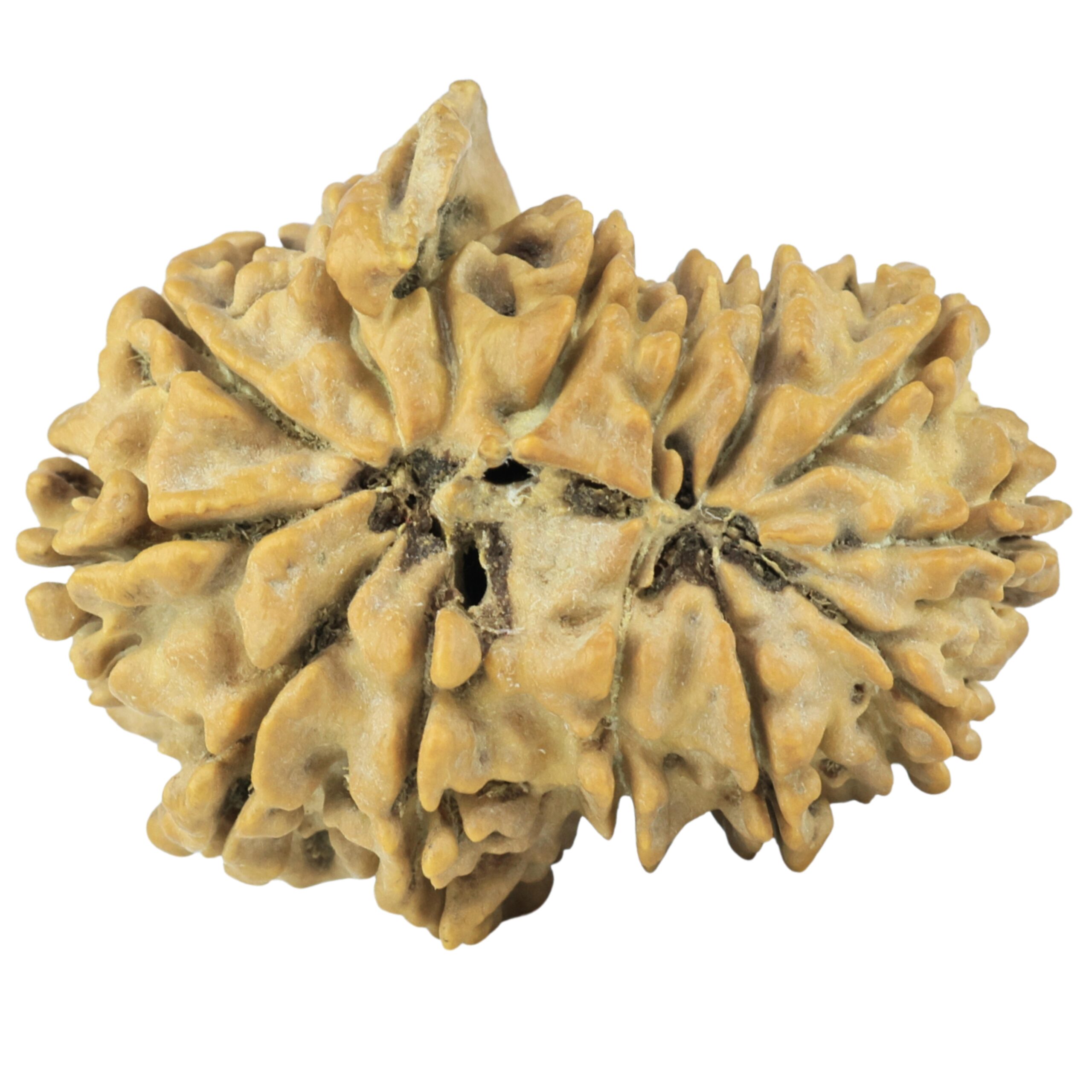 14 Mk Gaurishankar & Ganesh 31mm 4.77gm - Rudraksha back