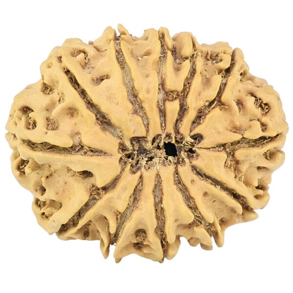 12 Mukhi Rudraksha 26mm 3.13gm - Rudraksha back