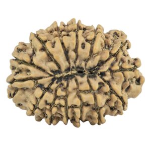 14 Mukhi Rudraksha 29.8mm 5.08gm - Rudraksha back