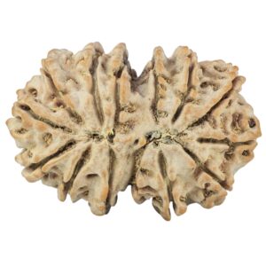 14 Mukhi Gaurishankar 35.2mm 7.29gm - Rudraksha back