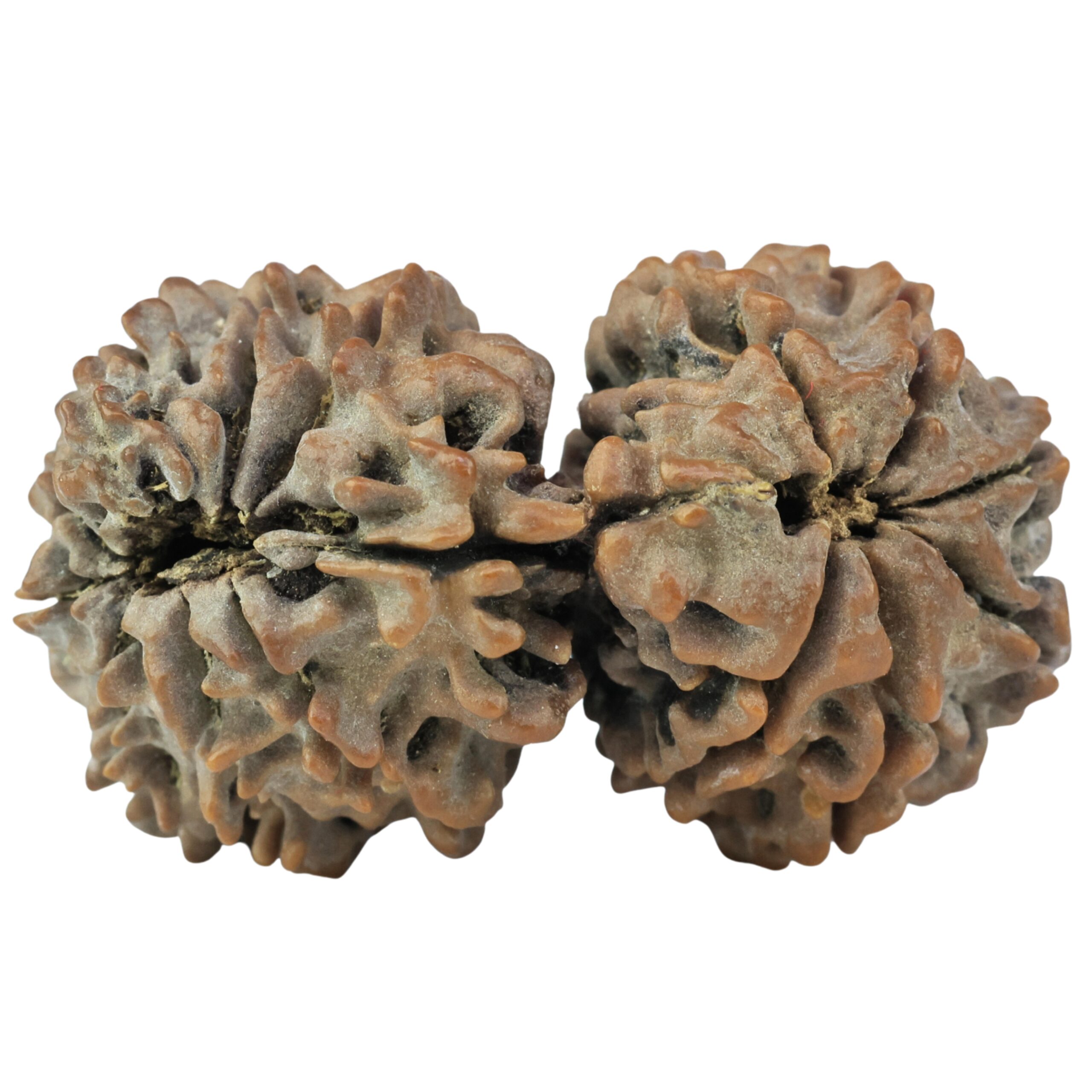 14 Mukhi Gaurishankar 33.5mm 5.53gm - Rudraksha back