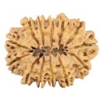 13 Mukhi Rudraksha 31.6mm 5.31gm - Rudraksha back