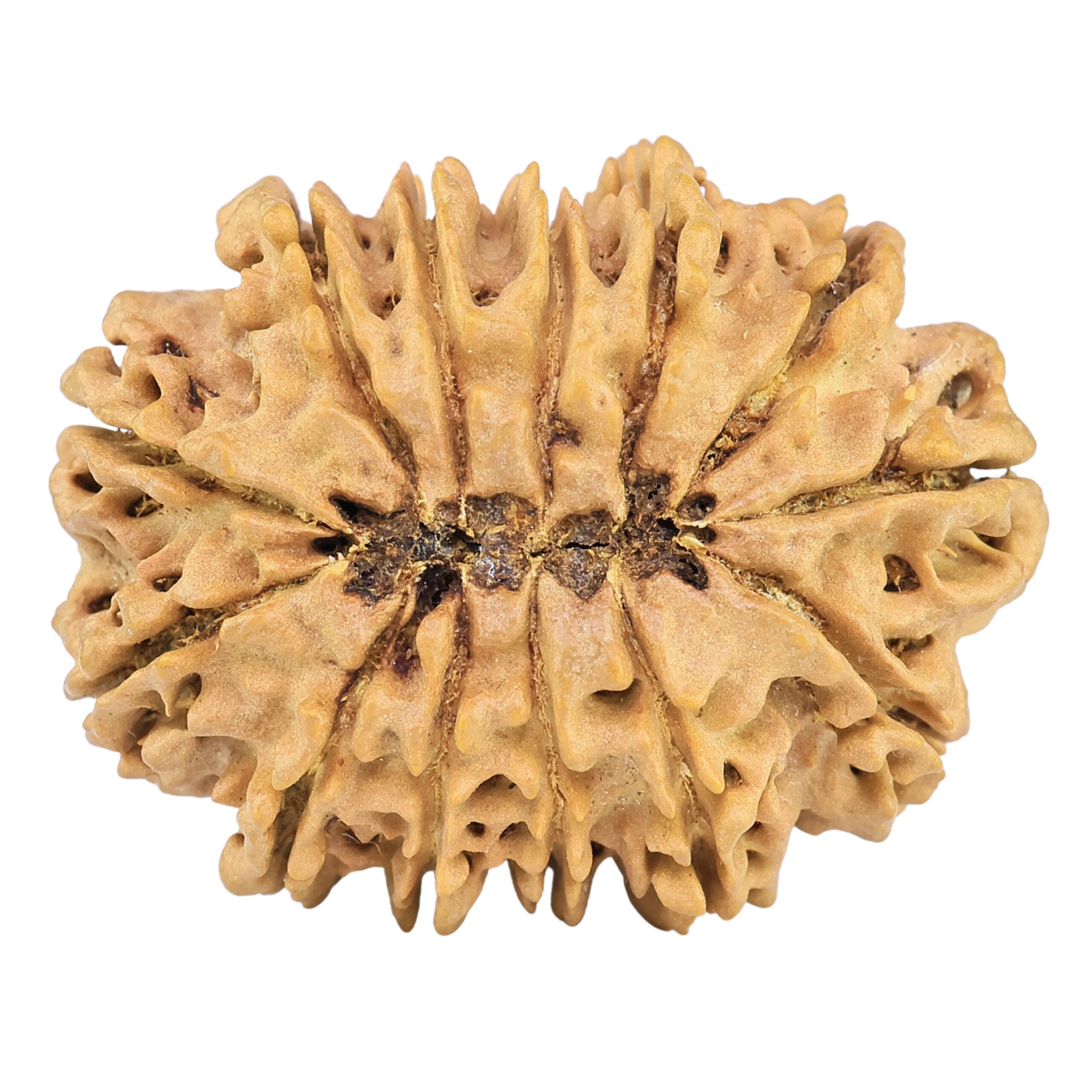 13 Mukhi Rudraksha 31.6mm 5.31gm - Rudraksha back