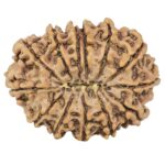 13 Mukhi Rudraksha 31.4mm 5.59gm - Rudraksha back