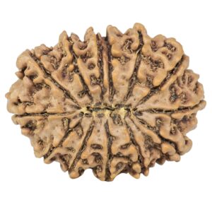 13 Mukhi Rudraksha 31.4mm 5.59gm - Rudraksha back
