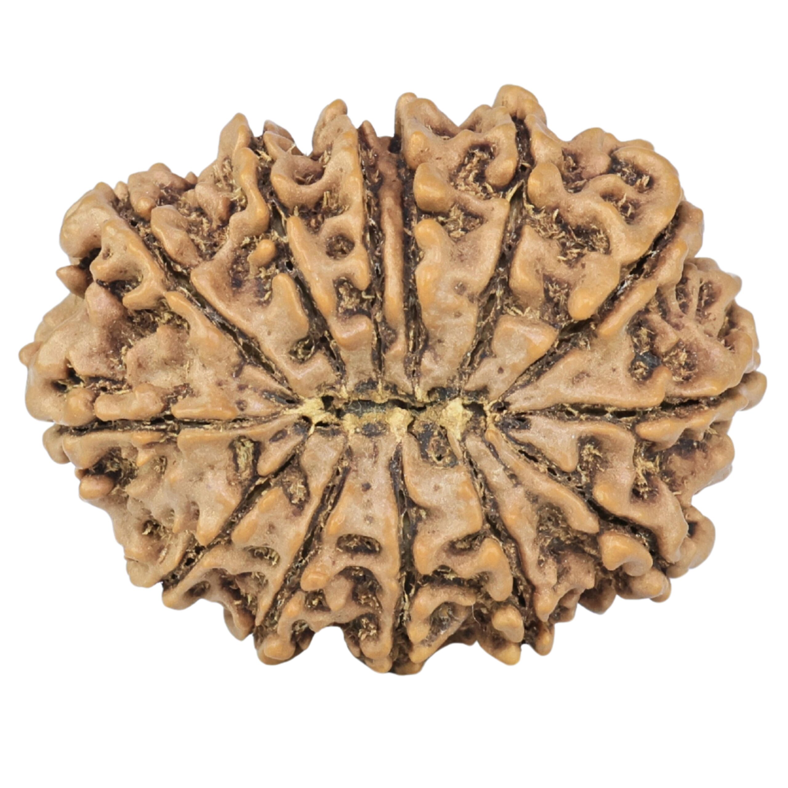 13 Mukhi Rudraksha 31.4mm 5.59gm - Rudraksha back